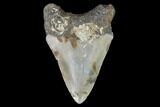 Bargain, Fossil Megalodon Tooth - North Carolina #91637-1